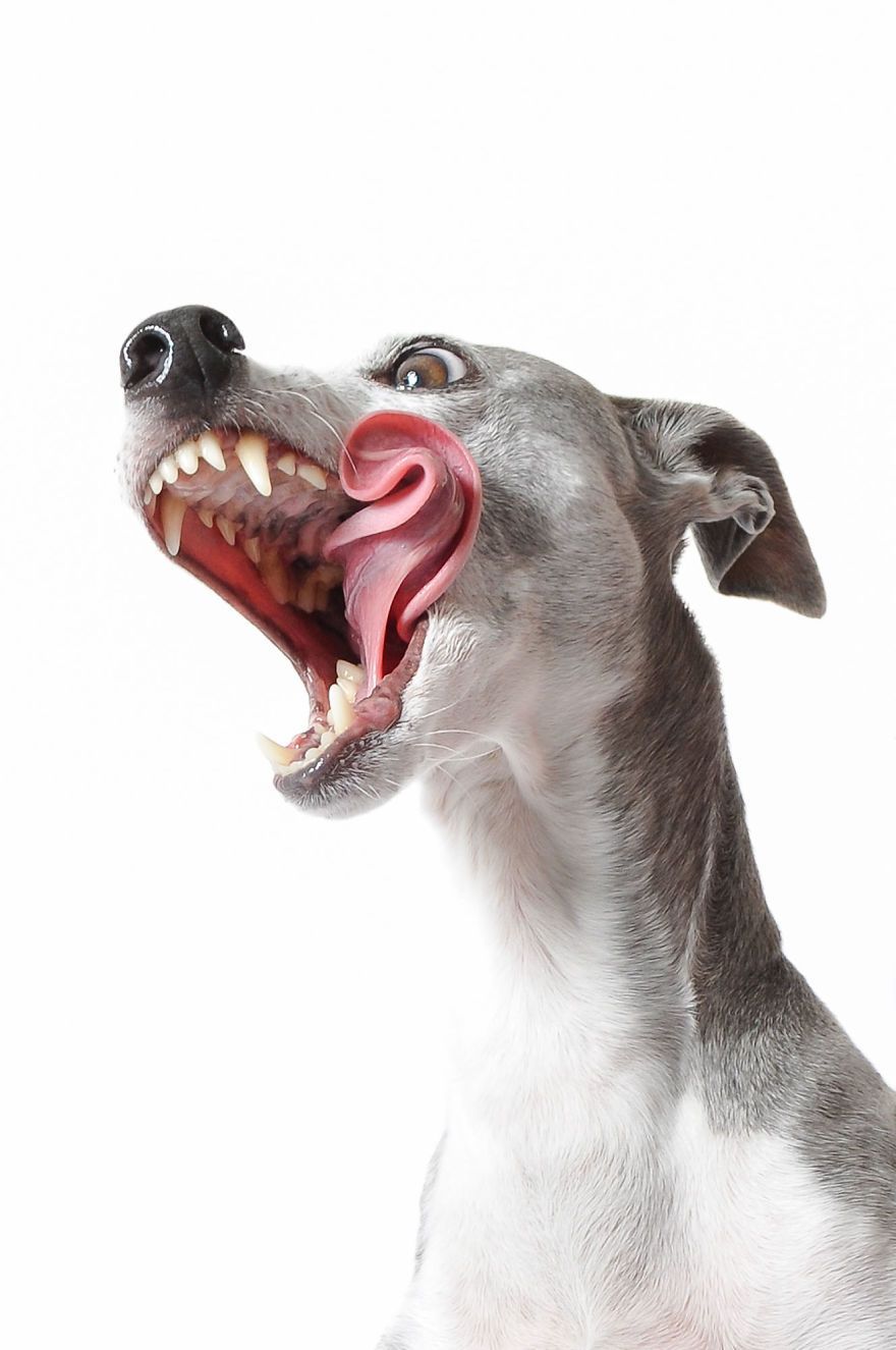 greyhound-yawning-white.jpg